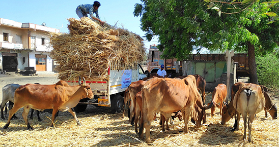 Care for stray animals Care for stray animals