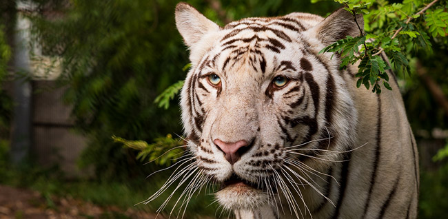 8. Environment and Animal Welfare